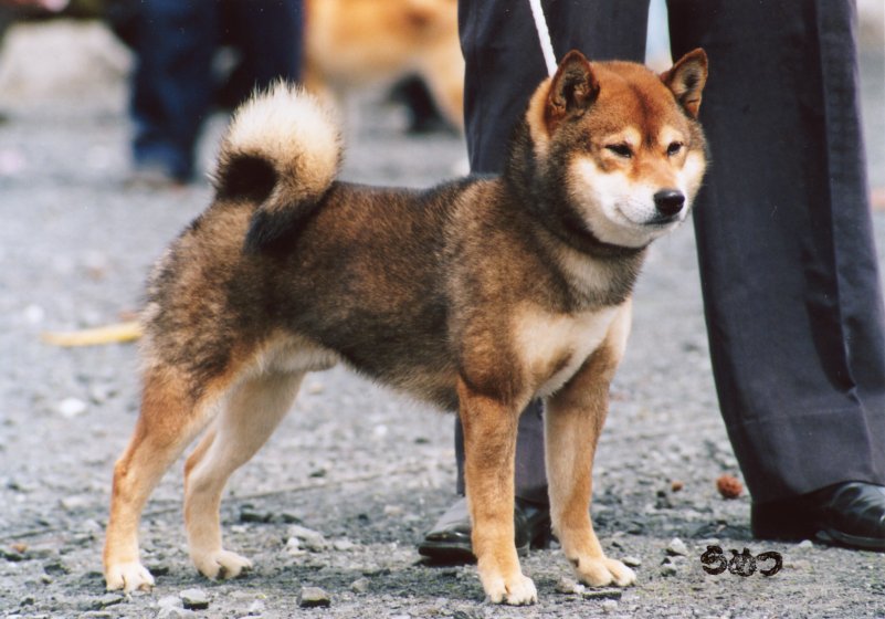 柴犬 shibaってこんな犬《性格・性質・特徴・毛色・しつけ・画像・動画・気をつけたい病気》 和黒柴な日々