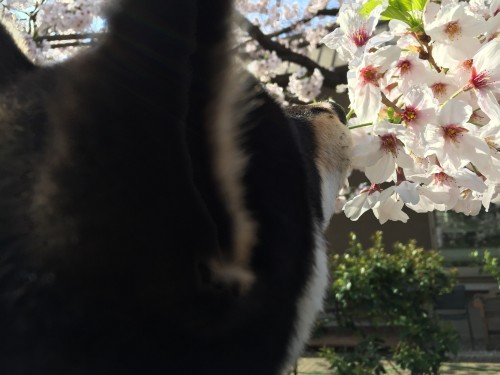 柴犬　桜