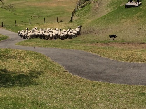 マザー牧場　牧羊犬