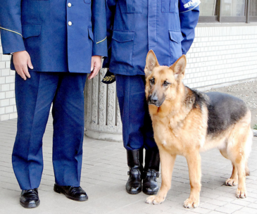 ジャーマンシェパード　警察犬